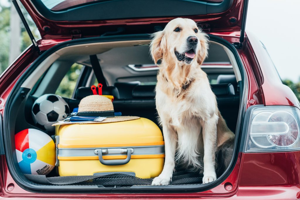 Best Cars for Your Furry Friend You Can Buy at Public Car Auctions
